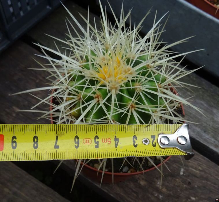 Echinocactus grusonii 50-velikost.jpg